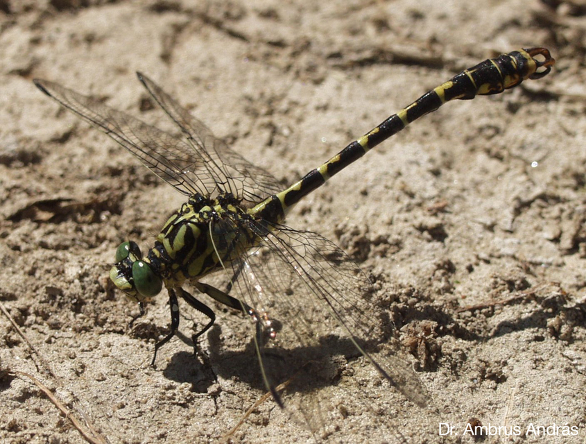 Onychogomphus forcipatus - gyűrűs folyami-szitakötő