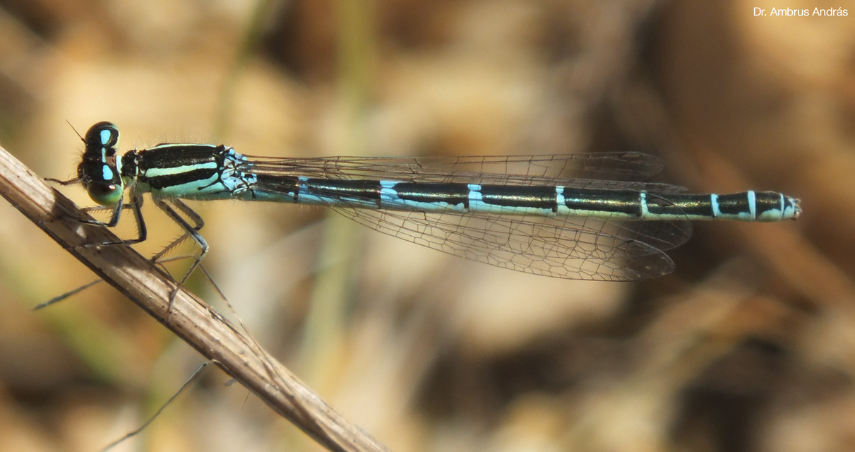 Coenagrion scitulum - mediterrán légivadász