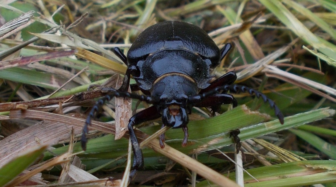 Prionus coriarius - csőszcincér