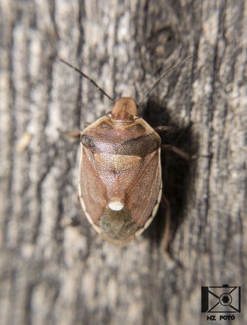Chlorochroa pinicola Chlorochroa pinicola