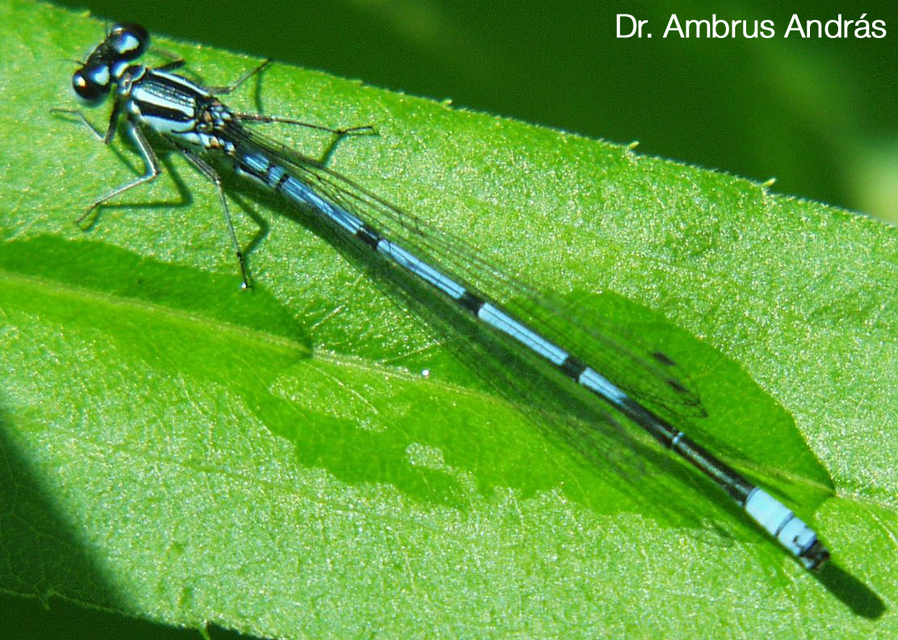 Coenagrion puella - azúrkék légivadász