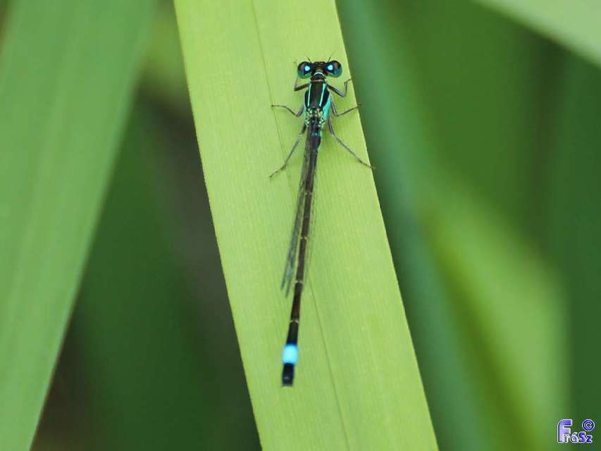 Ischnura elegans