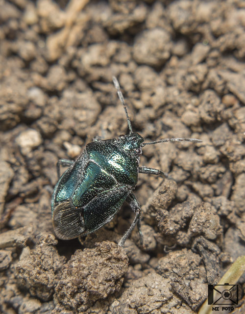Zicrona caerulea - acélkék poloska Zicrona caerulea - acélkék poloska