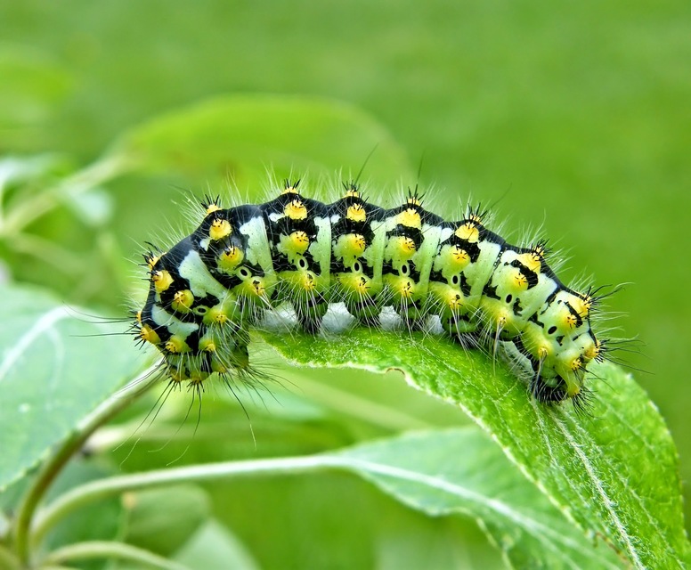 Saturnia pavoniella/pavonia
