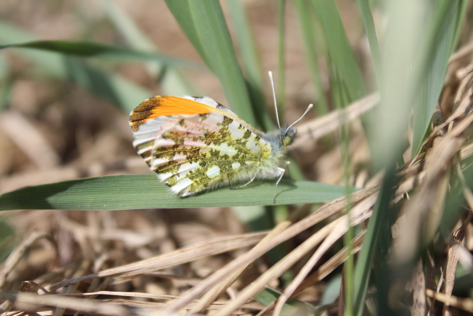 Anthocharis cardamines - hajnalpírlepke