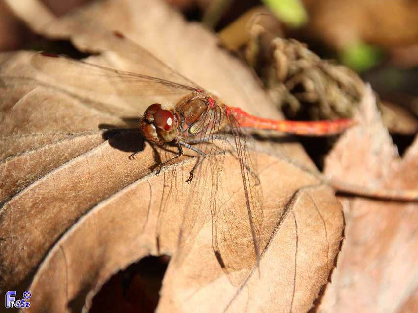 Sympetrum striolatum - harántsávos katona-szitakötő