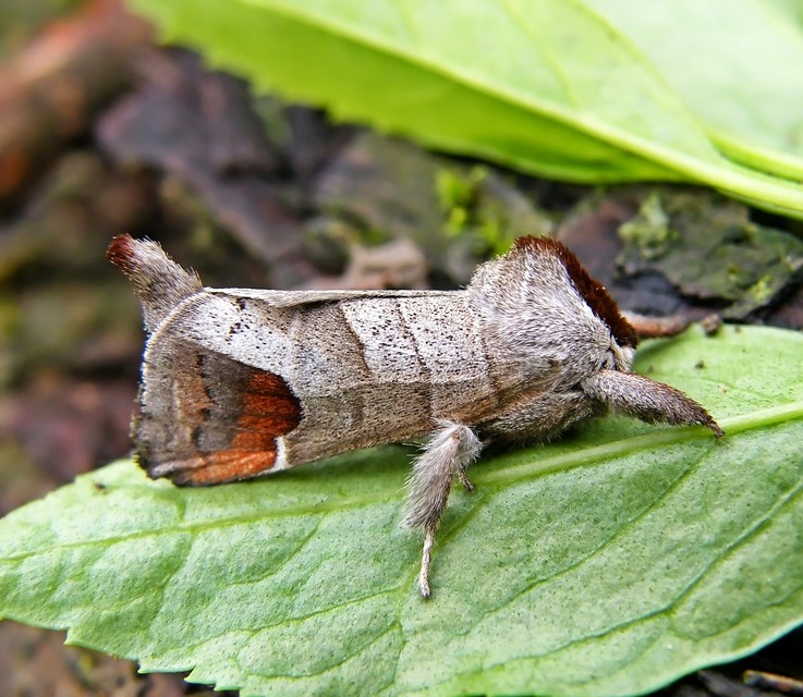 Clostera curtula - rövidszárnyú levélszövő