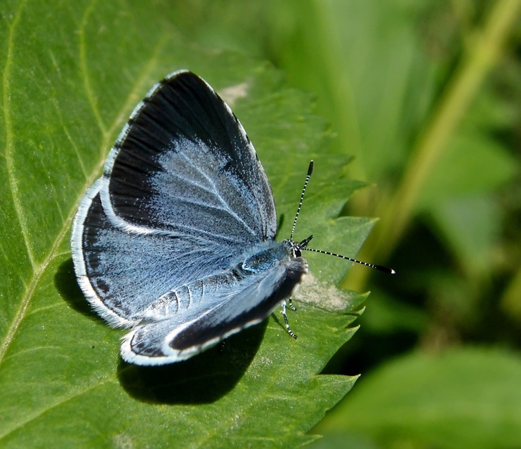 Celastrina argiolus - bengeboglárka
