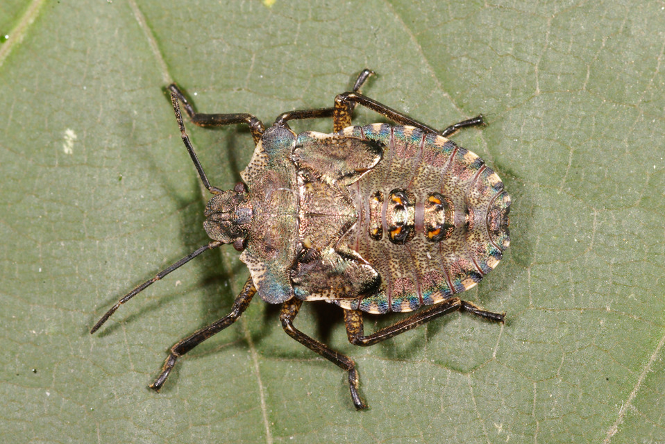 Pentatoma rufipes - vöröslábú címerespoloska Pentatoma rufipes - vöröslábú címerespoloska