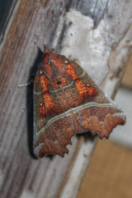 Scoliopteryx libatrix - vörös csipkésbagoly