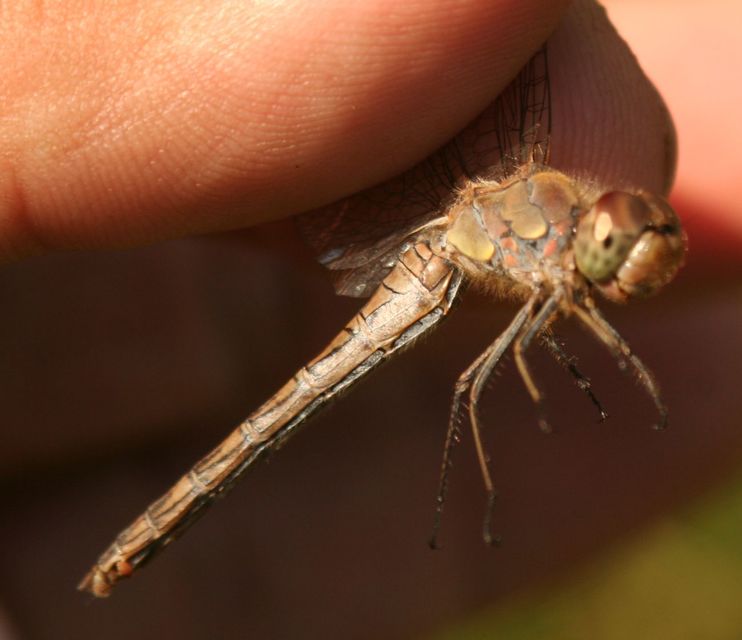 Sympetrum striolatum - harántsávos katona-szitakötő