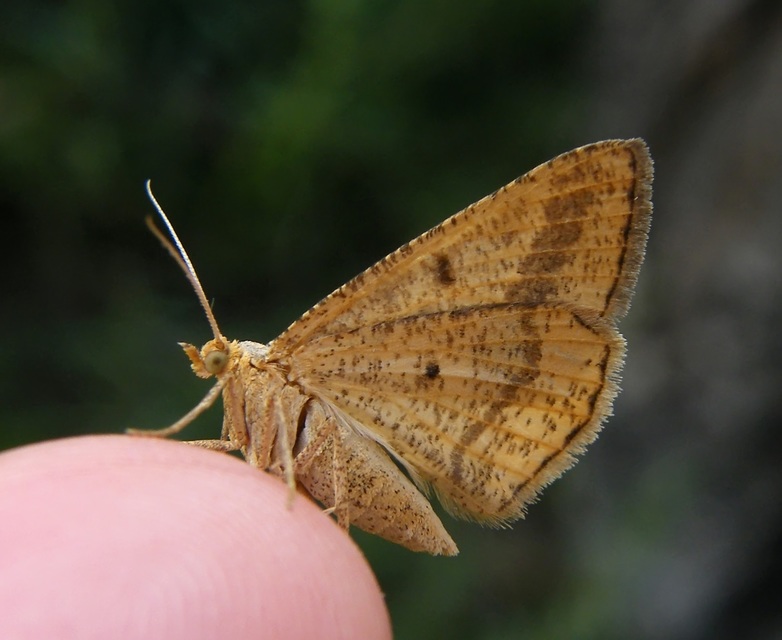 Tephrina arenacearia - lucerna-araszoló