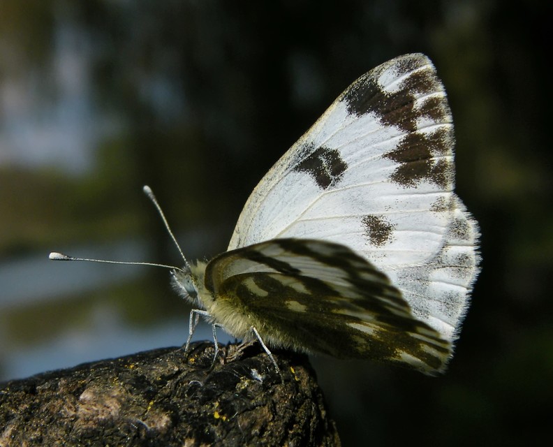 Pontia edusa - rezedalepke