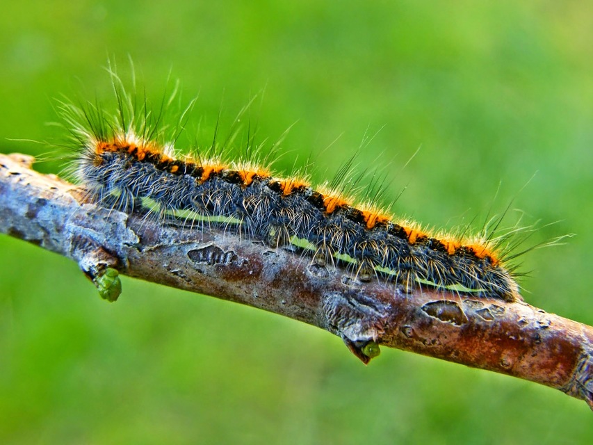 Lasiocampa quercus - tölgyfaszövő