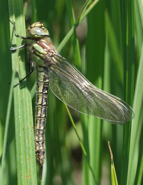 Brachytron pratense - szőrös karcsúacsa