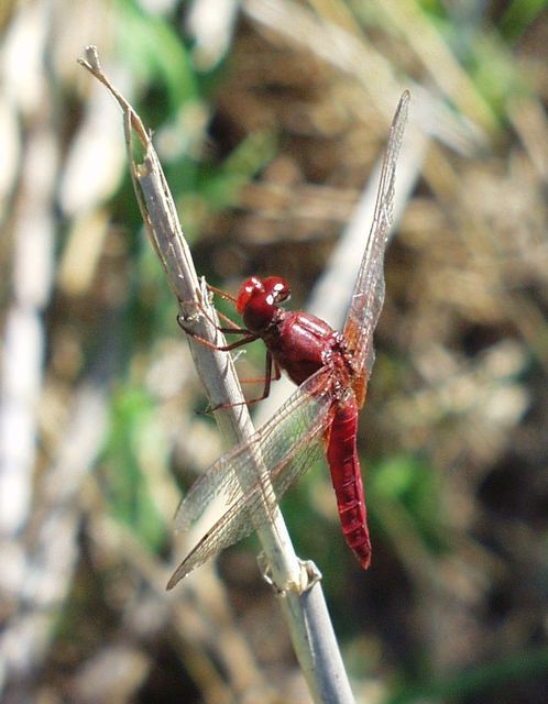 Crocothemis erythraea - skarlát szitakötő