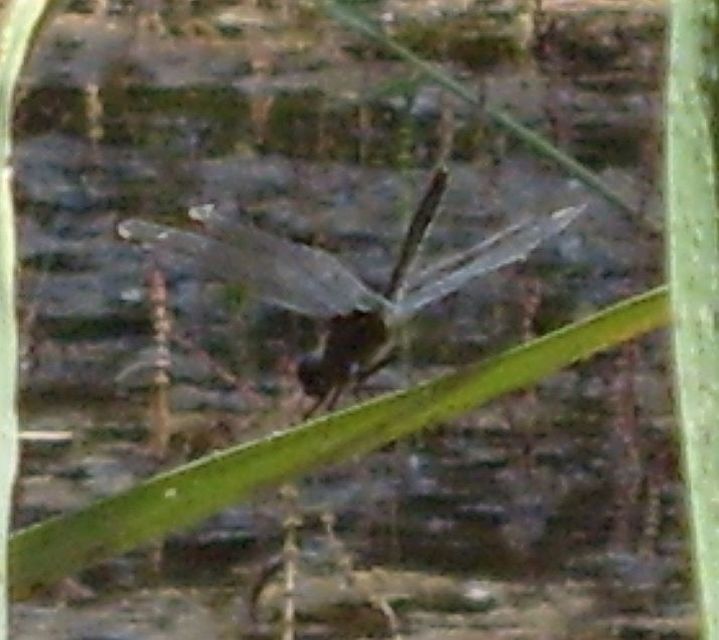Leucorrhinia pectoralis - lápi álarcos-szitakötő