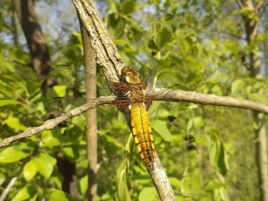 Libellula depressa - széles laposacsa
