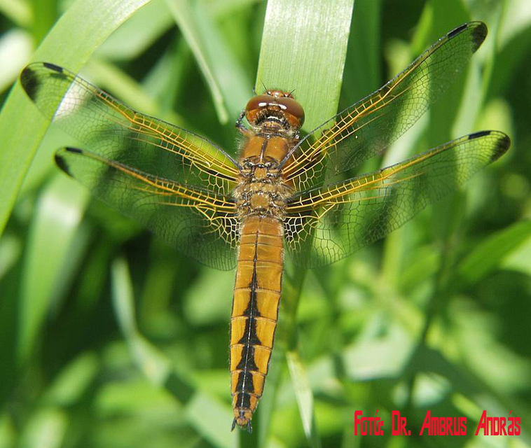Libellula fulva - kisfoltos laposacsa Libellula fulva - kisfoltos laposacsa