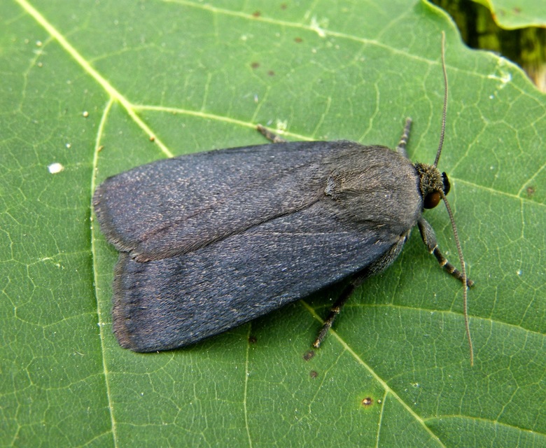 Amphipyra livida - zsírfényű bagoly