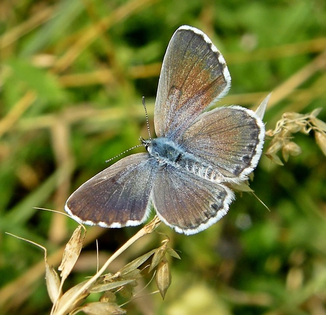 Pseudophilotes schiffermuelleri - apró boglárka
