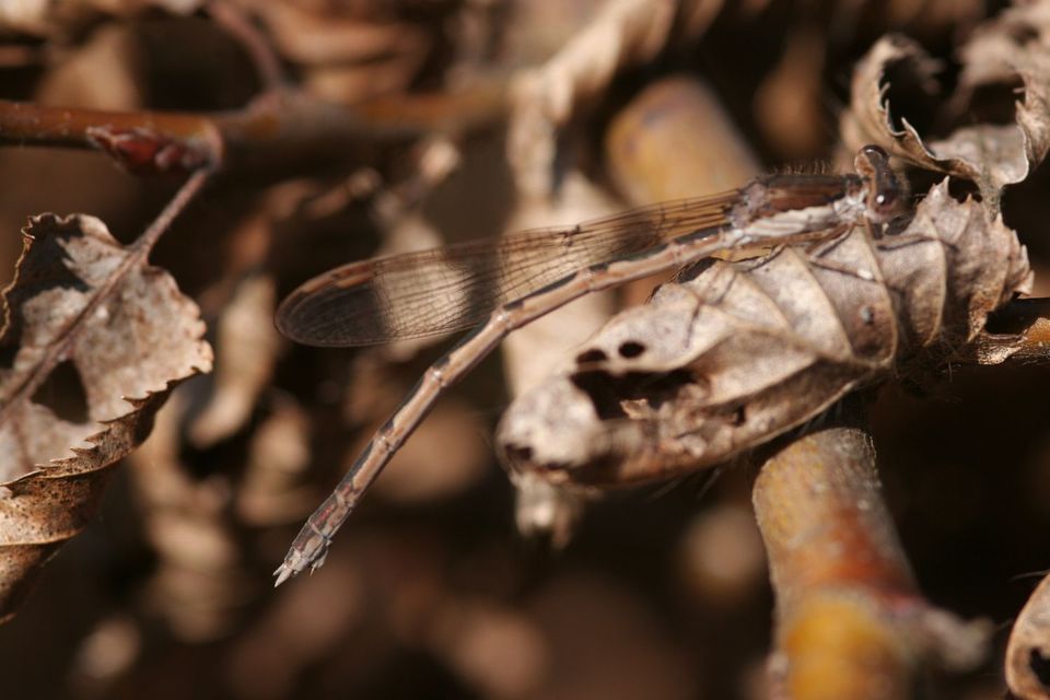 Sympecma fusca - téli rablószitakötő