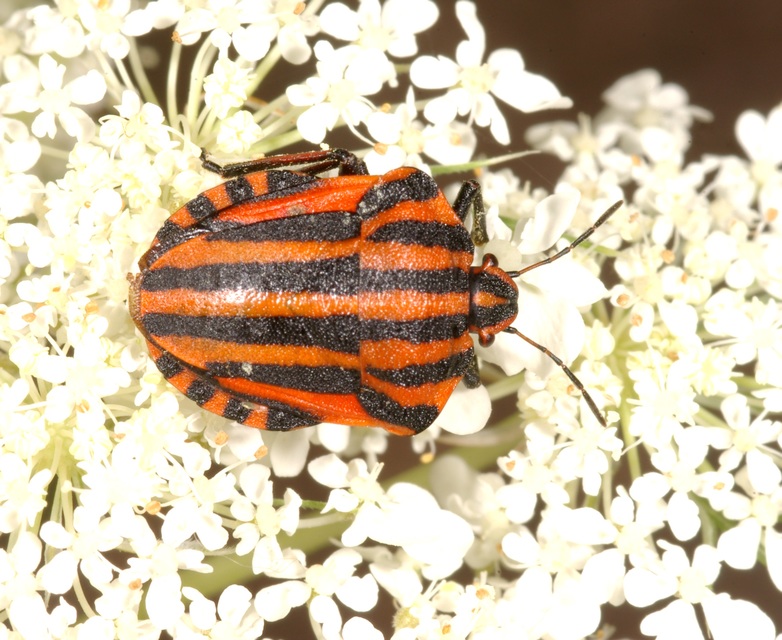 Graphosoma italicum - csíkos pajzsospoloska