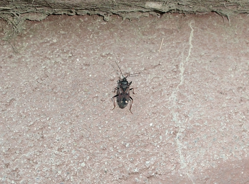 Eremocoris fenestratus - avarbodobács
