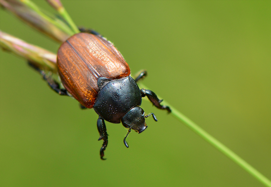 Anisoplia lata - széles szipoly Anisoplia lata - széles szipoly