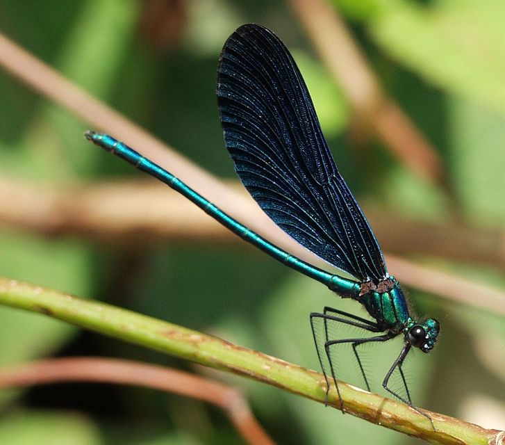 Calopteryx virgo - kisasszony-szitakötő