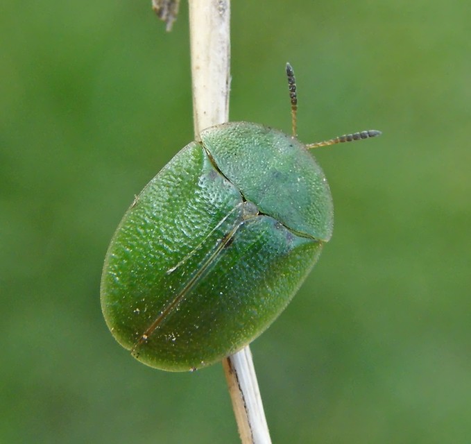 Cassida rubiginosa - lapos pajzsbogár