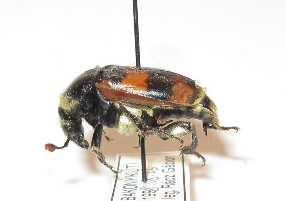 Nicrophorus vespillo - közönséges temetőbogár