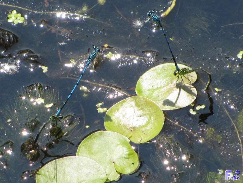 Coenagrion puella - azúrkék légivadász