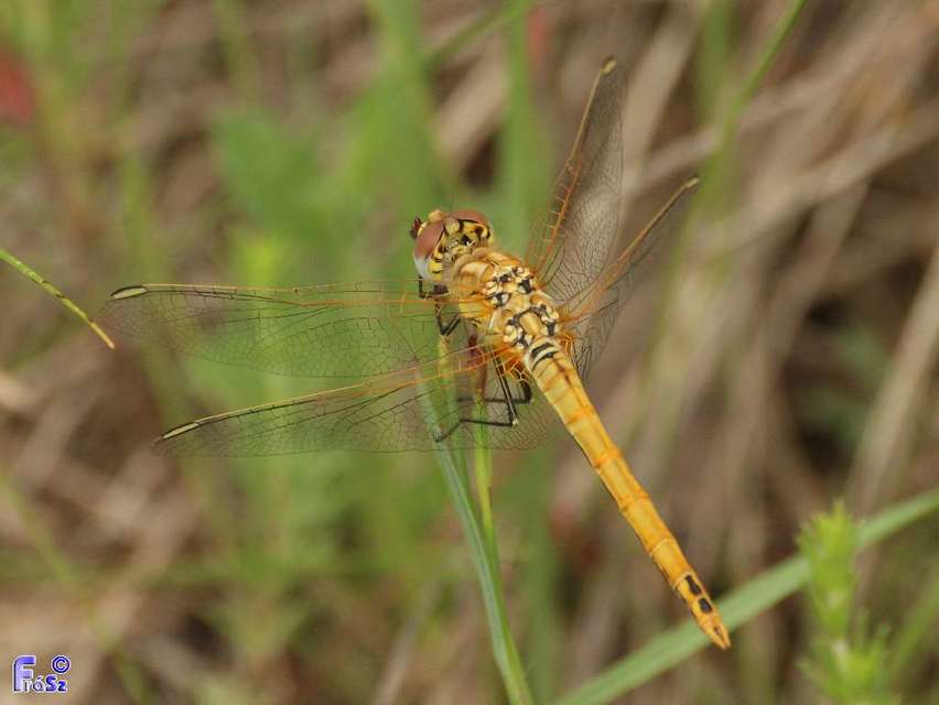 Sympetrum fonscolombii - vándor katona-szitakötő