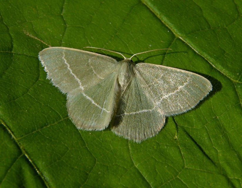 Chlorissa viridata - üdezöld araszoló