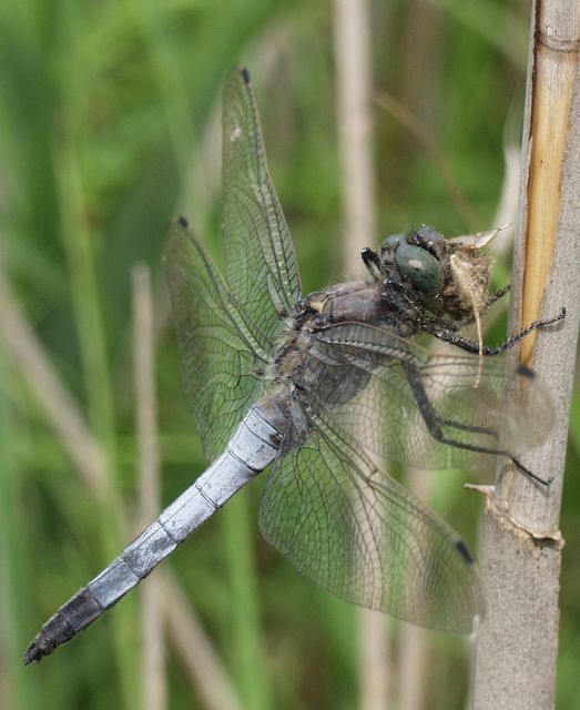 Orthetrum cancellatum - feketefarkú pásztorszitakötő