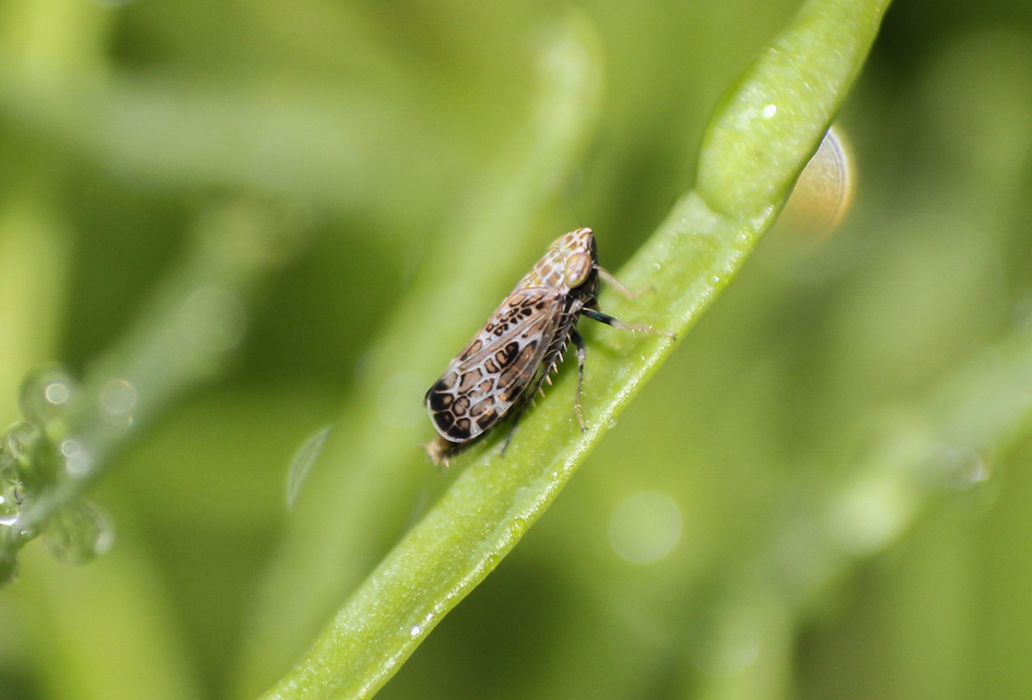 Errastunus ocellaris Errastunus ocellaris