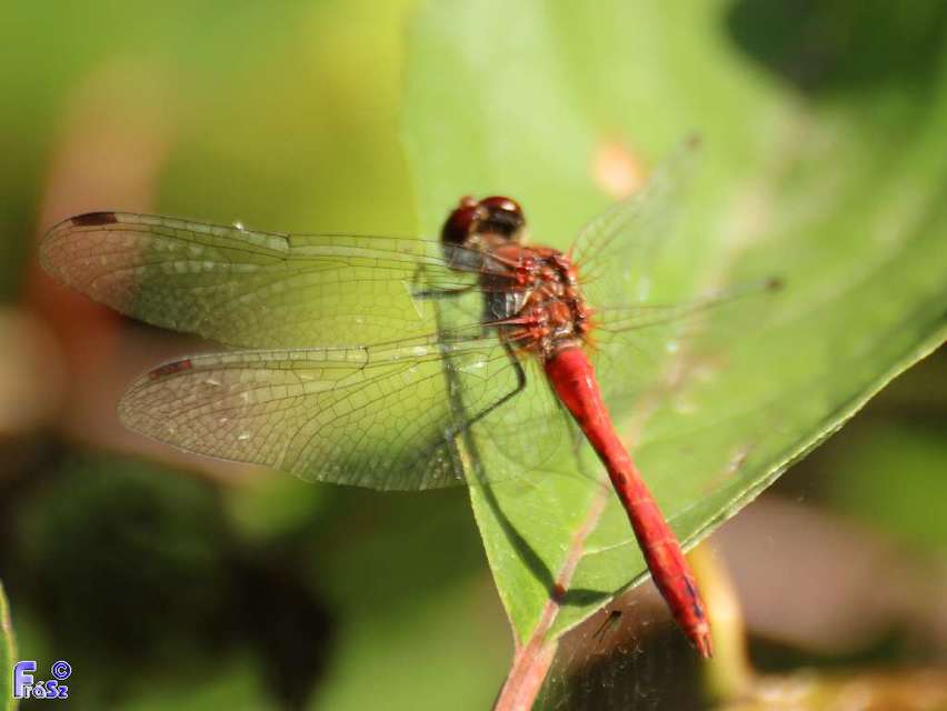 Sympetrum sanguineum - vörös katona-szitakötő