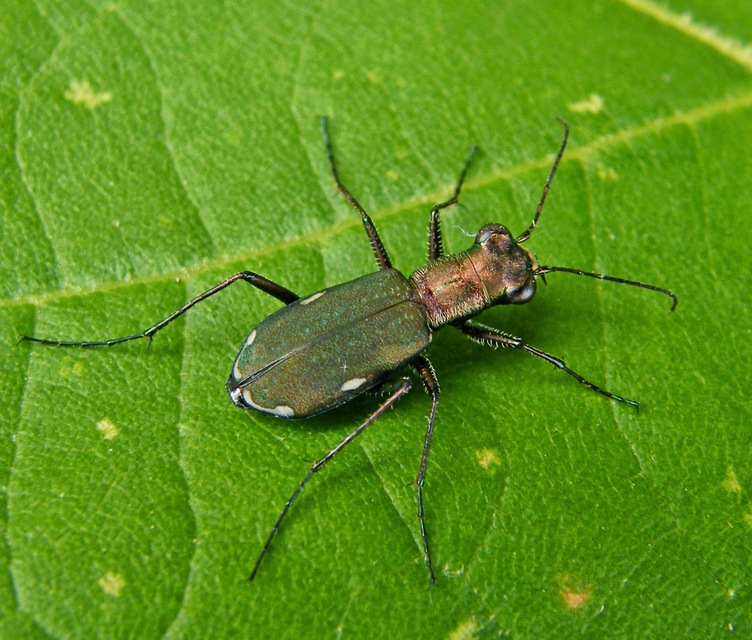 Cylindera germanica - parlagi homokfutrinka