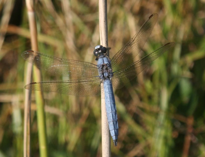 Orthetrum brunneum - pataki pásztorszitakötő