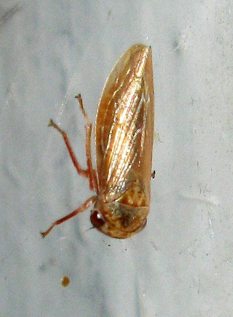 Cicadellidae - mezeikabócák Cicadellidae - mezeikabócák