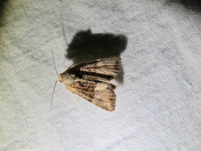 Mesoligia furuncula - kétszínű dudvabagoly