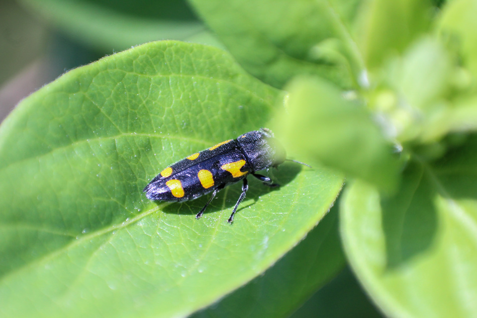 Ptosima undecimmaculata - sárgafoltos díszbogár