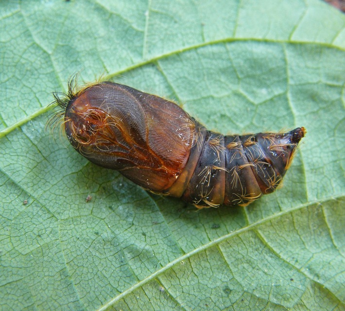 Lymantria dispar - gyapjaslepke