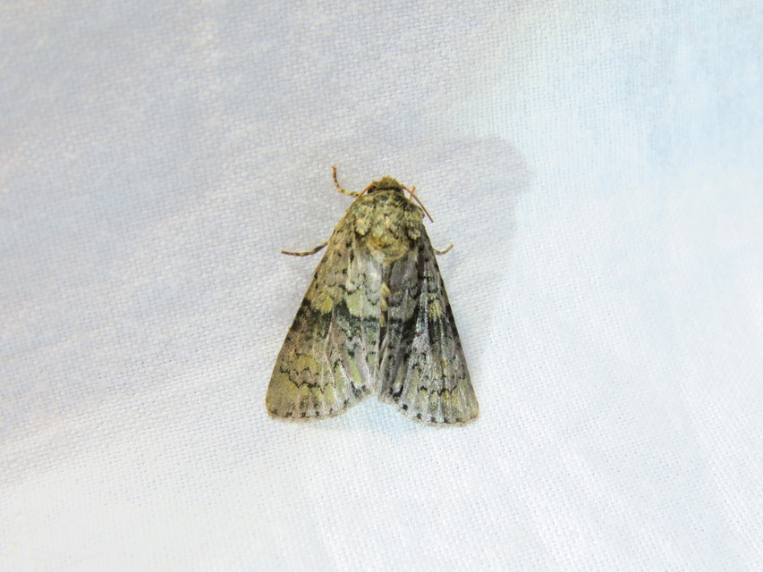 Craniophora ligustri - fagyalbagoly
