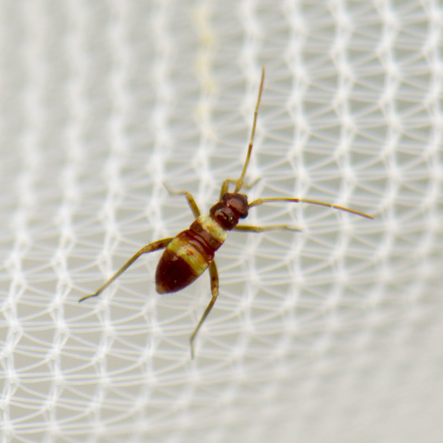 Closterotomus fulvomaculatus - komlópoloska Closterotomus fulvomaculatus - komlópoloska