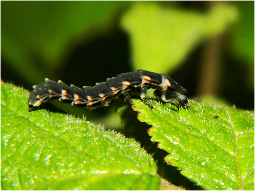 Lampyris noctiluca - nagy szentjánosbogár