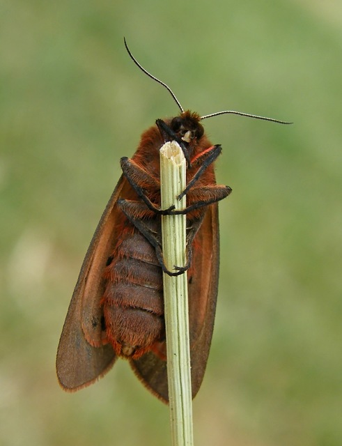 Phragmatobia fuliginosa - füstös medvelepke