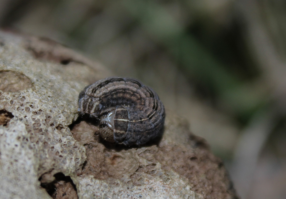 Thalpophila matura - fakó erdeibagoly