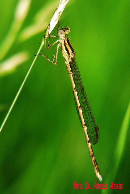 Sympecma fusca - téli rablószitakötő